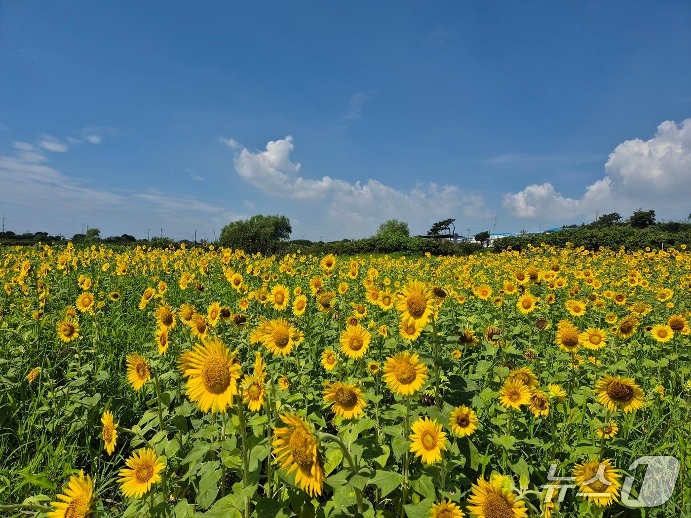 본문 이미지 - 울산 대왕암공원 초화단지에 해바라기가 만개했다.(울산 동구 제공. 재판매 및 DB금지)/뉴스1