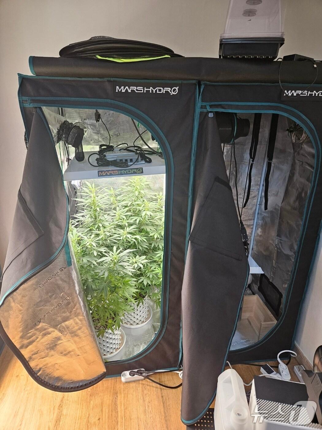 본문 이미지 - 적발된 대마 재배 현장(중부지방해양경찰청 제공.재판매 및 DB금지)