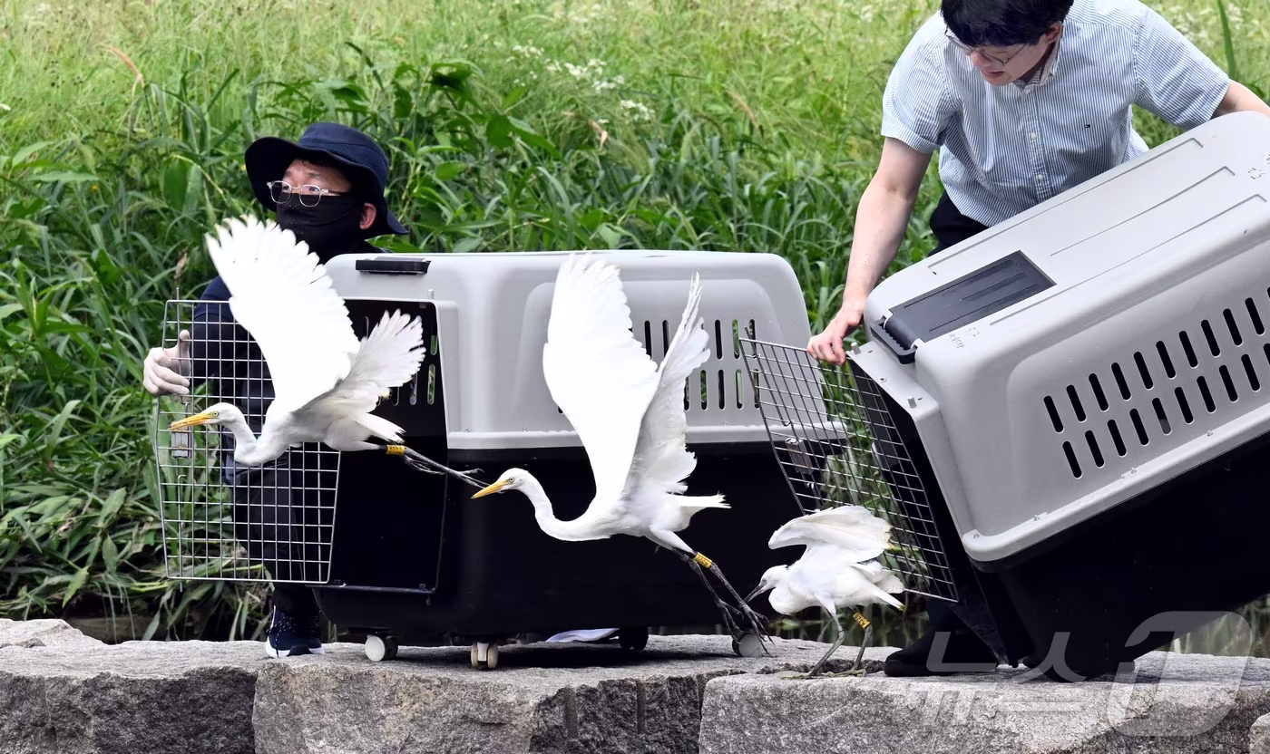 야생동물구조관리센터 자연방생 자료사진. ⓒ News1 김기태 기자
