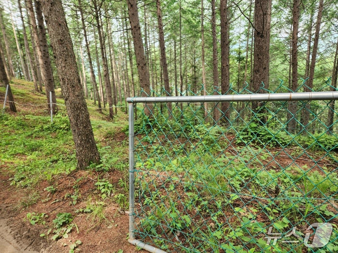 본문 이미지 - 산양삼 재배지 보호울타리(한국임업진흥원 제공.재판매 및 DB금지)/뉴스1