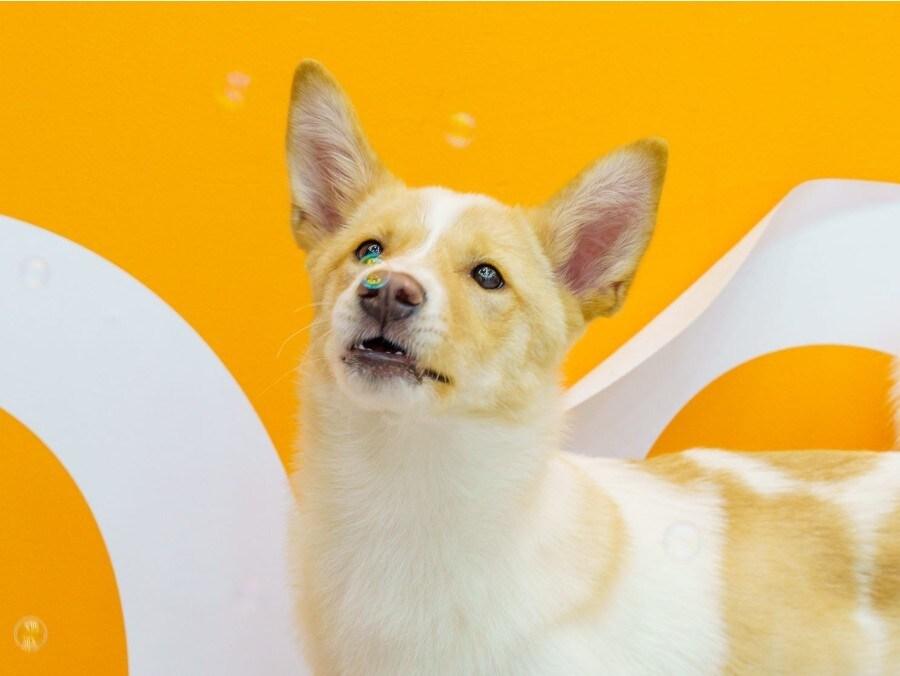 본문 이미지 - 서울동물복지지원센터 동대문서 보호 중인 살구&#40;센터 제공&#41; ⓒ 뉴스1