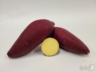 본문 이미지 - 경북도는 21일부터 9월 5일까지 시군 농업기술센터를 통해 2026년 고구마 무병묘 분양 수요조사를 실시한다.사진은 고구마 소담미 품종(경북도 제공, 재판매 및 DB 금지) /뉴스1