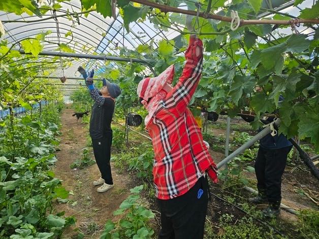 본문 이미지 - 일손지원 기동대 상반기 활동 모습.(증평군 제공. 재판매 및 DB금지)/뉴스1