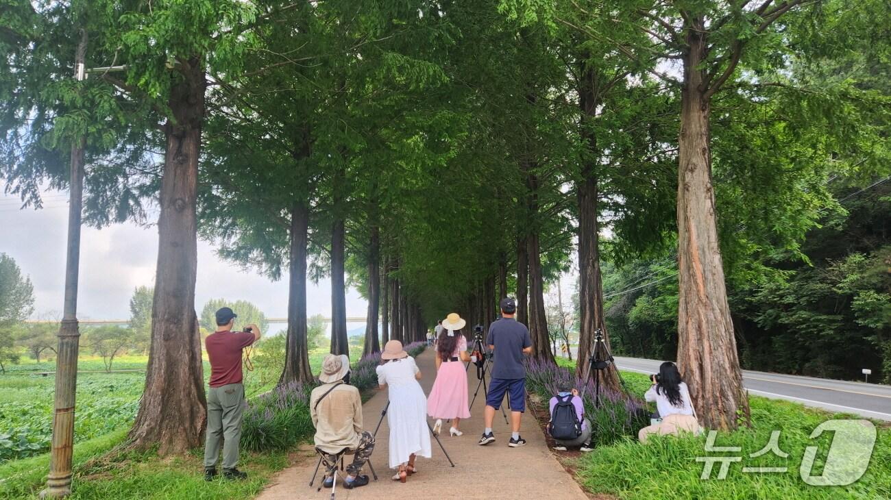 본문 이미지 - 공주 의당면 메타세쿼이아길. (공주시 제공. 재판매 및 DB금지)2025.8.29/뉴스1