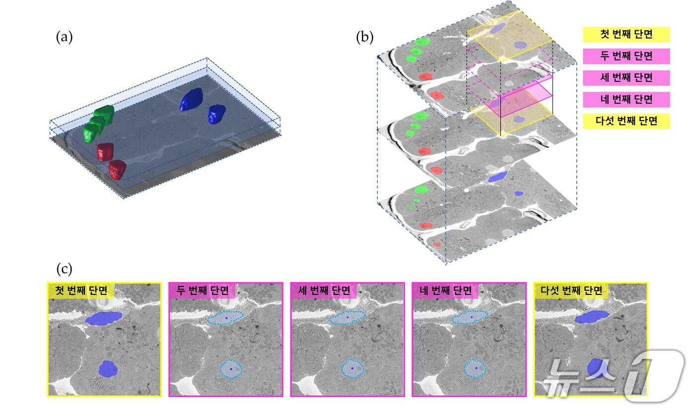 인공지능&#40;AI&#41; 기반 영상 분할 알고리즘 모식도&#40;표준연 제공&#41; /뉴스1