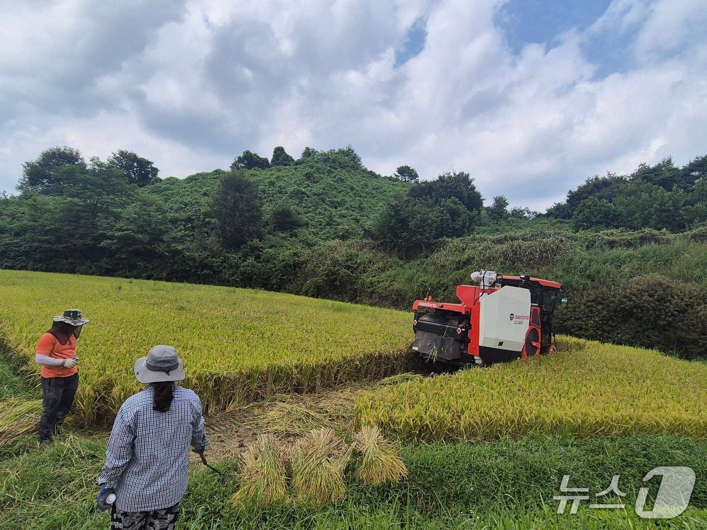 본문 이미지 - 산청군 차황면 상중마을 백금택 농가의 첫 벼 수확 장면(산청군 제공. 재판매 및 DB금지).