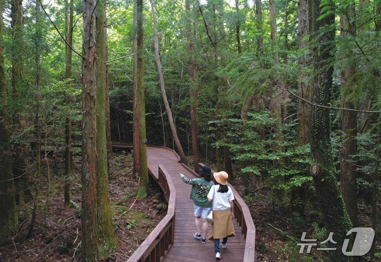 본문 이미지 - 서귀포 치유의 숲(서귀포시 제공. 재판매 및 DB금지)/뉴스1