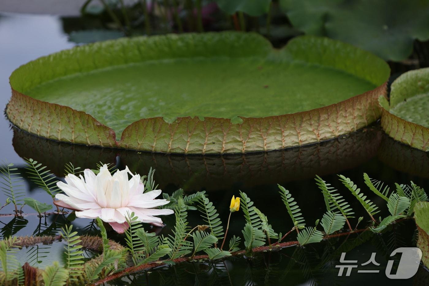  빅토리아수련(산림청 국립수목원 제공.재판매 및 DB금지)/뉴스1