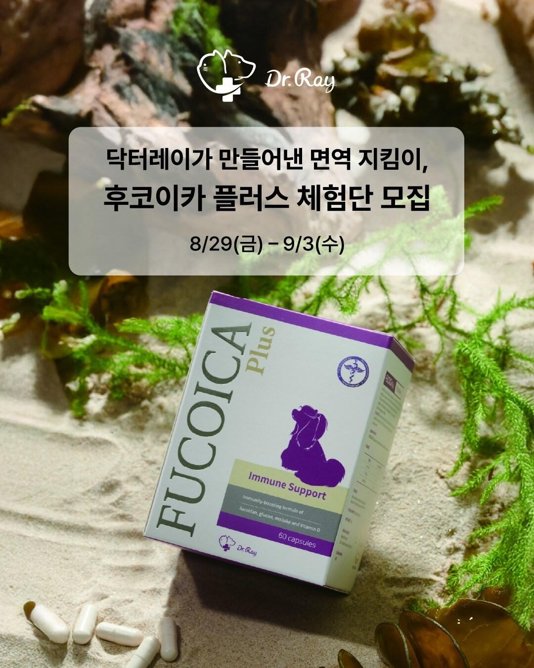본문 이미지 - 프리미엄 영양제 브랜드 '닥터레이(Dr.Ray)'가 반려동물 면역 케어를 위한 '후코이카 플러스' 체험단을 모집한다(닥터레이 제공). ⓒ 뉴스1