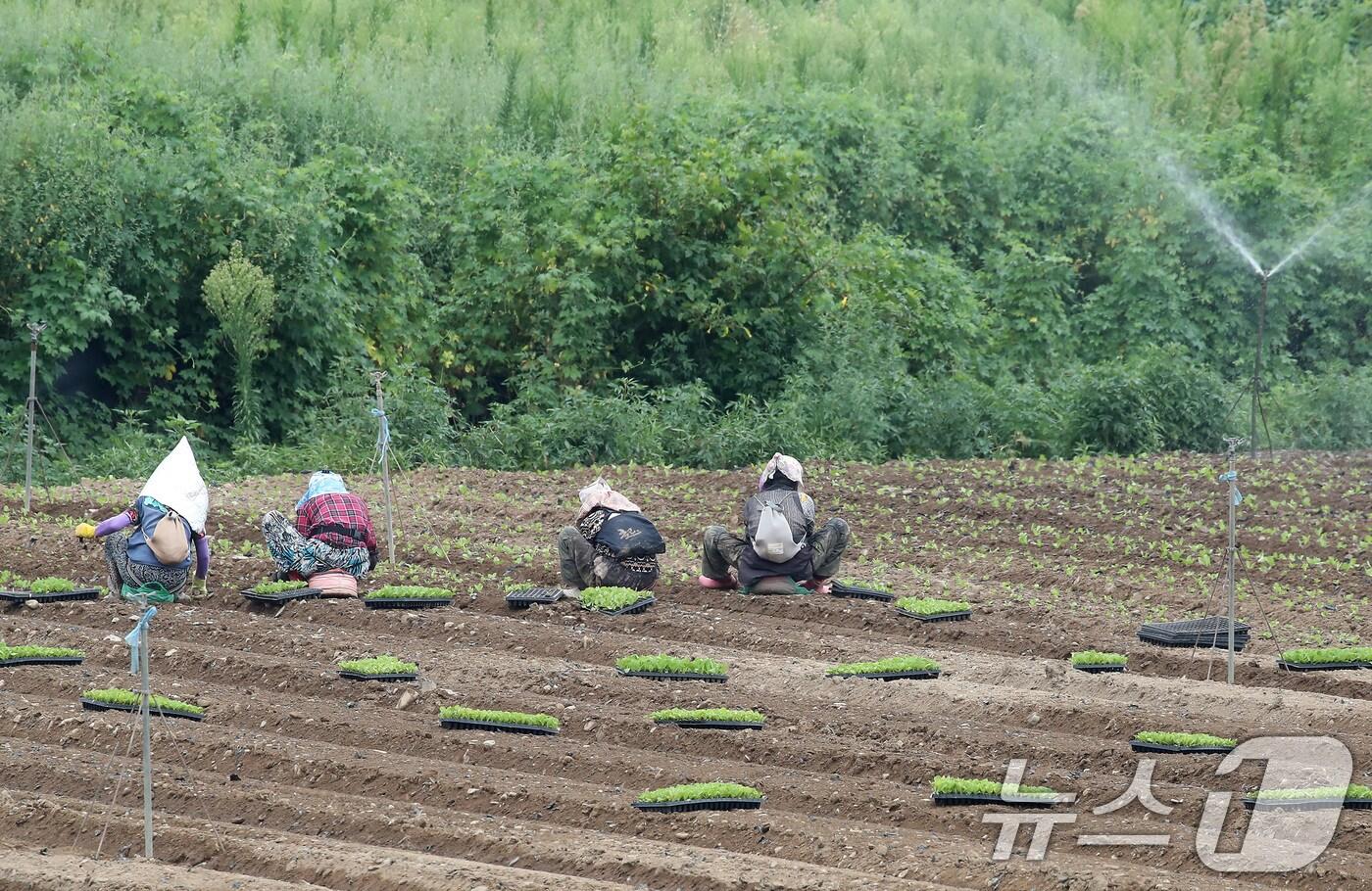 비 소식을 앞두고 흐린 가운데 찜통더위가 계속된 3일 경북 경산시 한 들녘에서 농민들이 부지런히 배추 모종을 심고 있다.  2025.8.3/뉴스1 ⓒ News1 공정식 기자