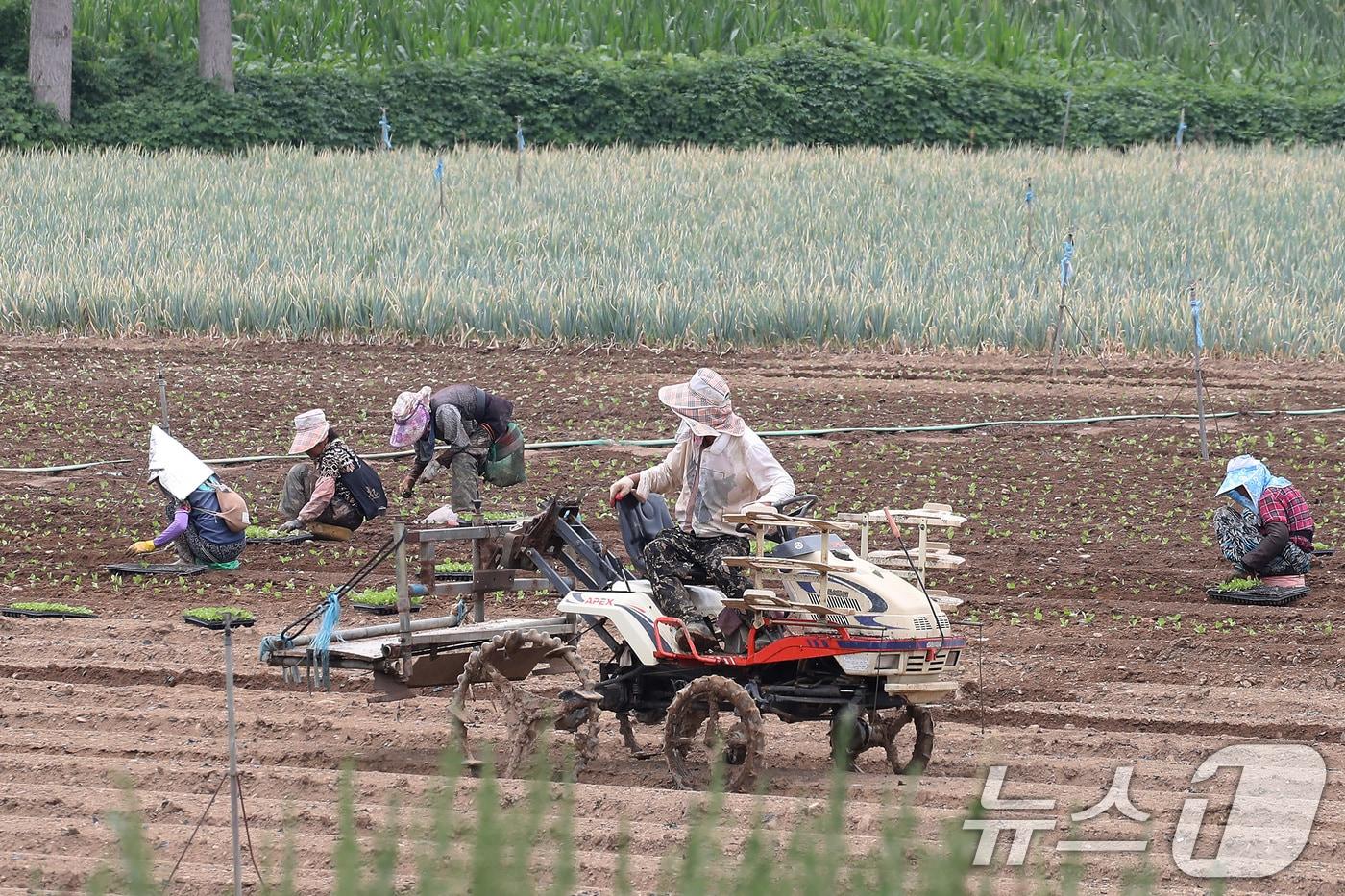 비 소식을 앞두고 흐린 가운데 찜통더위가 계속된 3일 경북 경산시 한 들녘에서 농민들이 부지런히 배추 모종을 심고 있다. 볕이 좋은 여름철 재배하는 배추는 가을보다 열흘 정도 빠른 60일 이후부터 수확할 수 있다고 한다. &#40;사진은 기사 내용과 무관함&#41; 2025.8.3/뉴스1 ⓒ News1 공정식 기자
