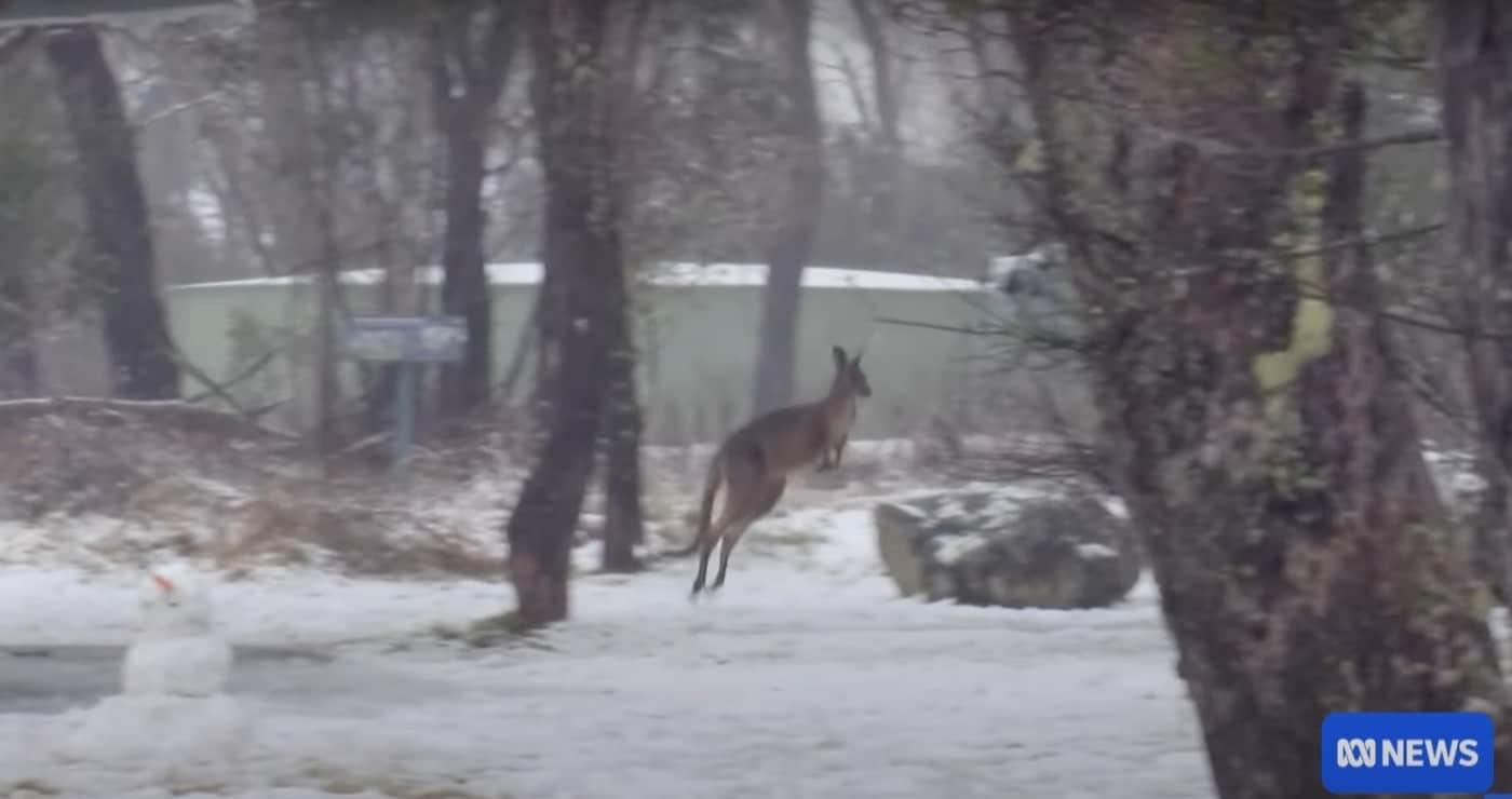 호주 남동부 뉴사우스웨일스주에 폭설이 내렸다. 사진은 눈 덮인 공원에서 뛰어가는 캥거루의 모습. &#40;출처 호주 ABC뉴스 화면 캡쳐&#41;