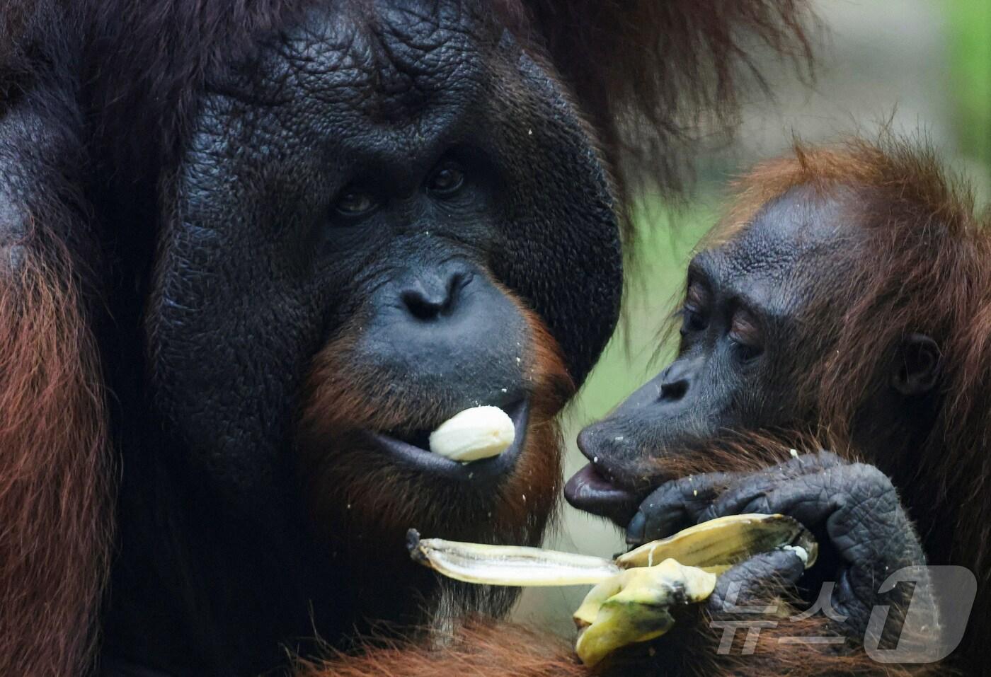 2024년 8월 17일(현지시간) 보르네오 오랑우탄들이 말레이시아 세필록의 한 재활센터에서 음식을 나눠 먹고 있다. <자료 사진> 2024.08.17. ⓒ 로이터=뉴스1 ⓒ News1 윤다정 기자