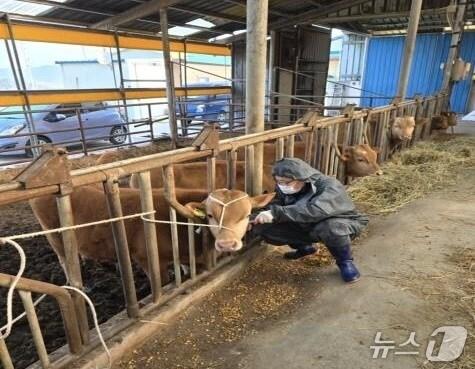 본문 이미지 - 전북 정읍시가 9월 한 달간 하반기 구제역 백신 일제 접종을 실시한다.&#40;정읍시 제공. 재판매 및 DB금지&#41;/뉴스1  