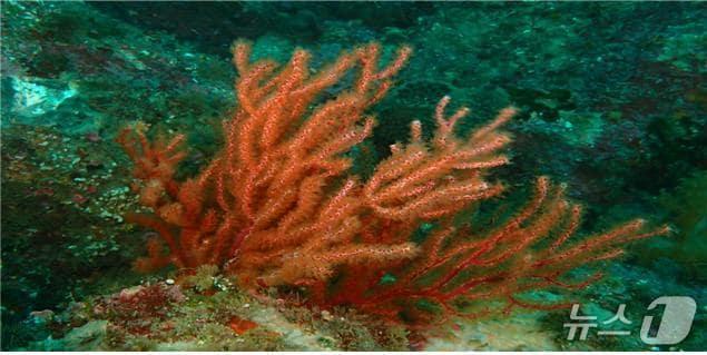 본문 이미지 - 꽃총산호(해양수산부 제공)