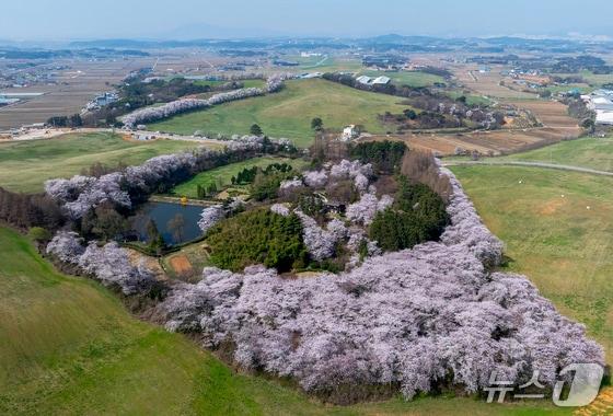 본문 이미지 - 서산 한우목장 전경(충남도 제공) /뉴스1