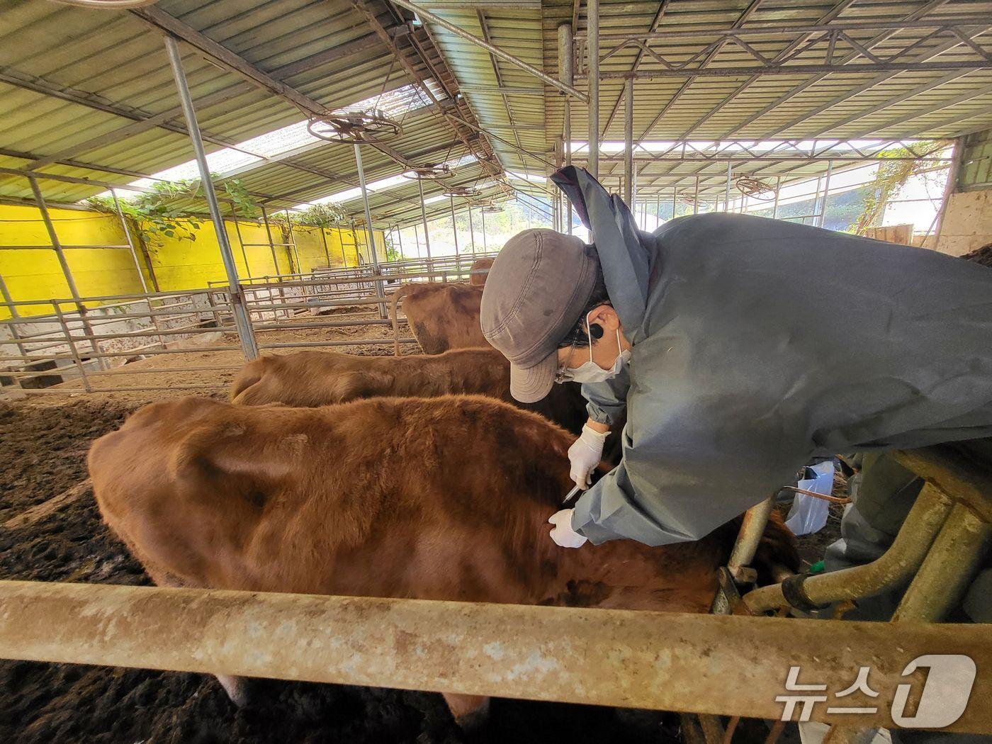 본문 이미지 - 구제역 예방접종 모습.&#40;전남도 제공. 재판매 및ㅊ DB금지&#41;2025.8.31/뉴스1