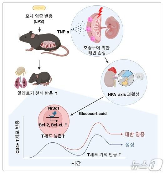본문 이미지 - 모체 염증 반응이 소아의 알레르기 면역 반응을 증가시키는 기전 모식도(KAIST 제공) /뉴스1