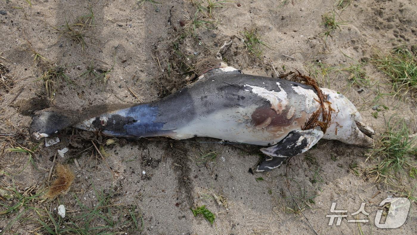 지난 1일 제주시 구좌읍 하도해수욕장에서 낚시줄에 걸린 새끼돌고래가 죽은 채 발견됐다.(다큐제주, 제주대학교 고래·해양생물보전연구센터 제공. 재판매 및 DB 금지)