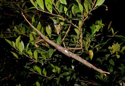 본문 이미지 - 호주에서 새로 발견된 대벌레인 '아크로필라 알타'(Acrophylla alta). <출처=논문 'A new giant species of Acrophylla Gray, 1835 (Phasmida: Phasmatidae: Phasmatini) from the highlands of the Wet Tropics, Queensland, Australia'>