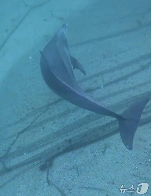 본문 이미지 - 지난 3일 제주시 신엄포구 인근 해상에 설치된 그물에 갇힌 남방큰돌고래.(제주해양경찰서 제공. 재판매 및 DB 금지)