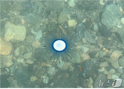 본문 이미지 - 푸른우산관해파리(국립수산과학원 제공)