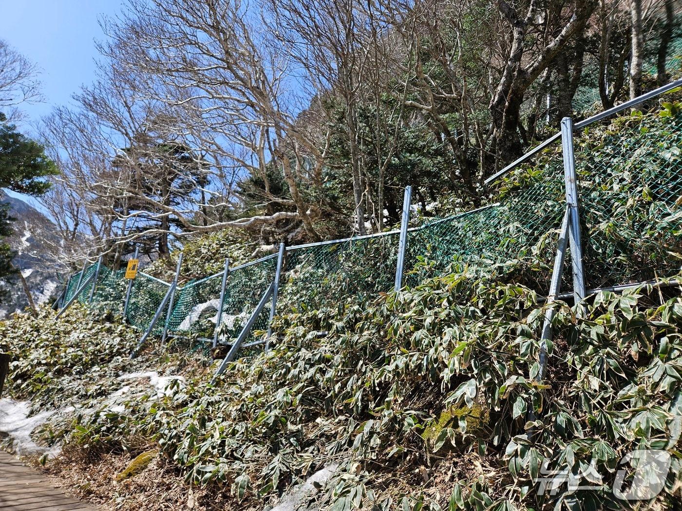 본문 이미지 -  낙석방지시설 보수공사 구간(제주도 제공. 재판매 및 DB금지)/뉴스1