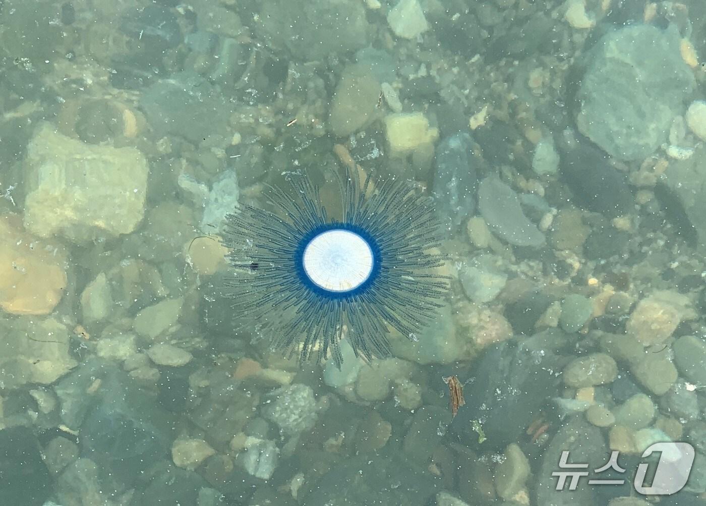 본문 이미지 - 푸른우산관해파리.(국립수산과학원 제공. 재판매 및 DB 금지)