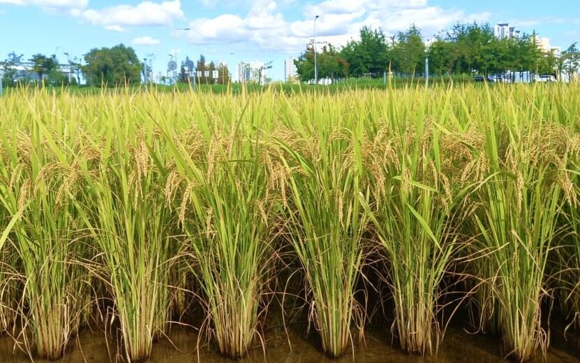 본문 이미지 - 농촌진흥청, 충주시가 공동 개발한 &#39;중원진미&#39; 재배 사진.&#40;농촌진흥청 제공&#41; 2025.08.02 /뉴스1