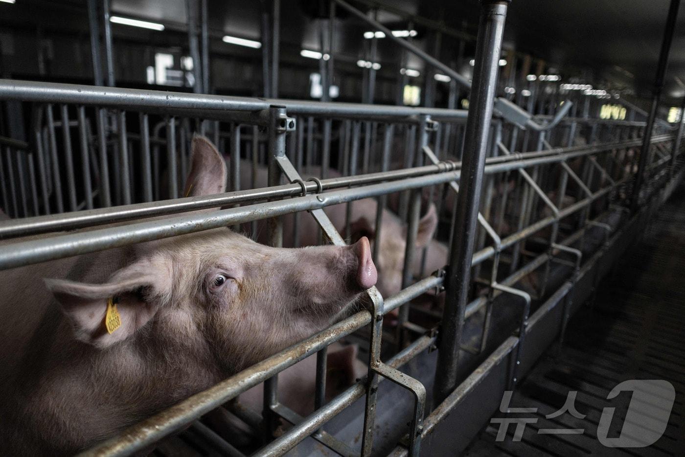 돼지 농장 &lt;자료 사진&gt; ⓒ AFP=뉴스1