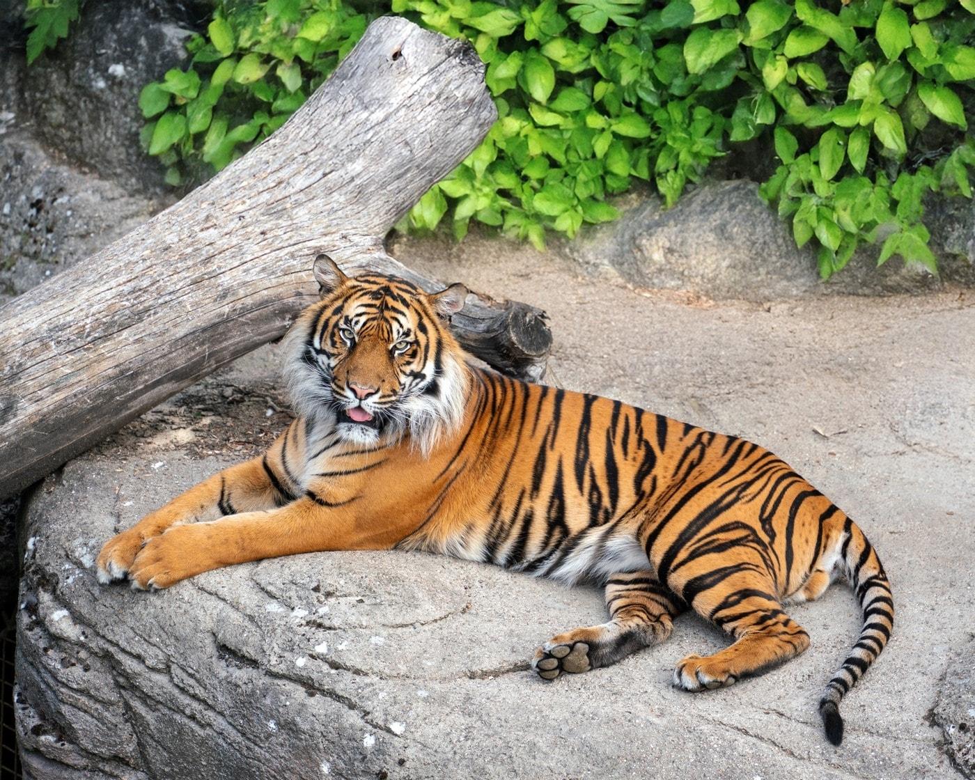 본문 이미지 -  덴마크 올보르 동물원의 호랑이&#40;올보르 동물원 페이스북&#41; 