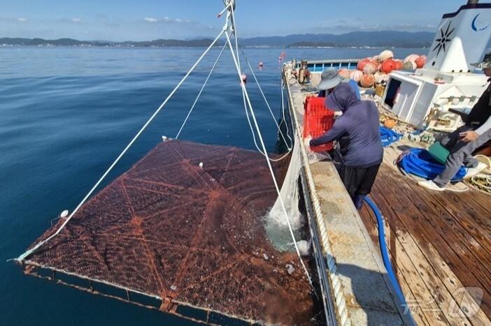 본문 이미지 - 경북도가 고수온에 대응해 신양식 기술과 대체 어종 개발에 나선다. 사진은 강도다리 양식 모습.ⓒ News1 김대벽기자