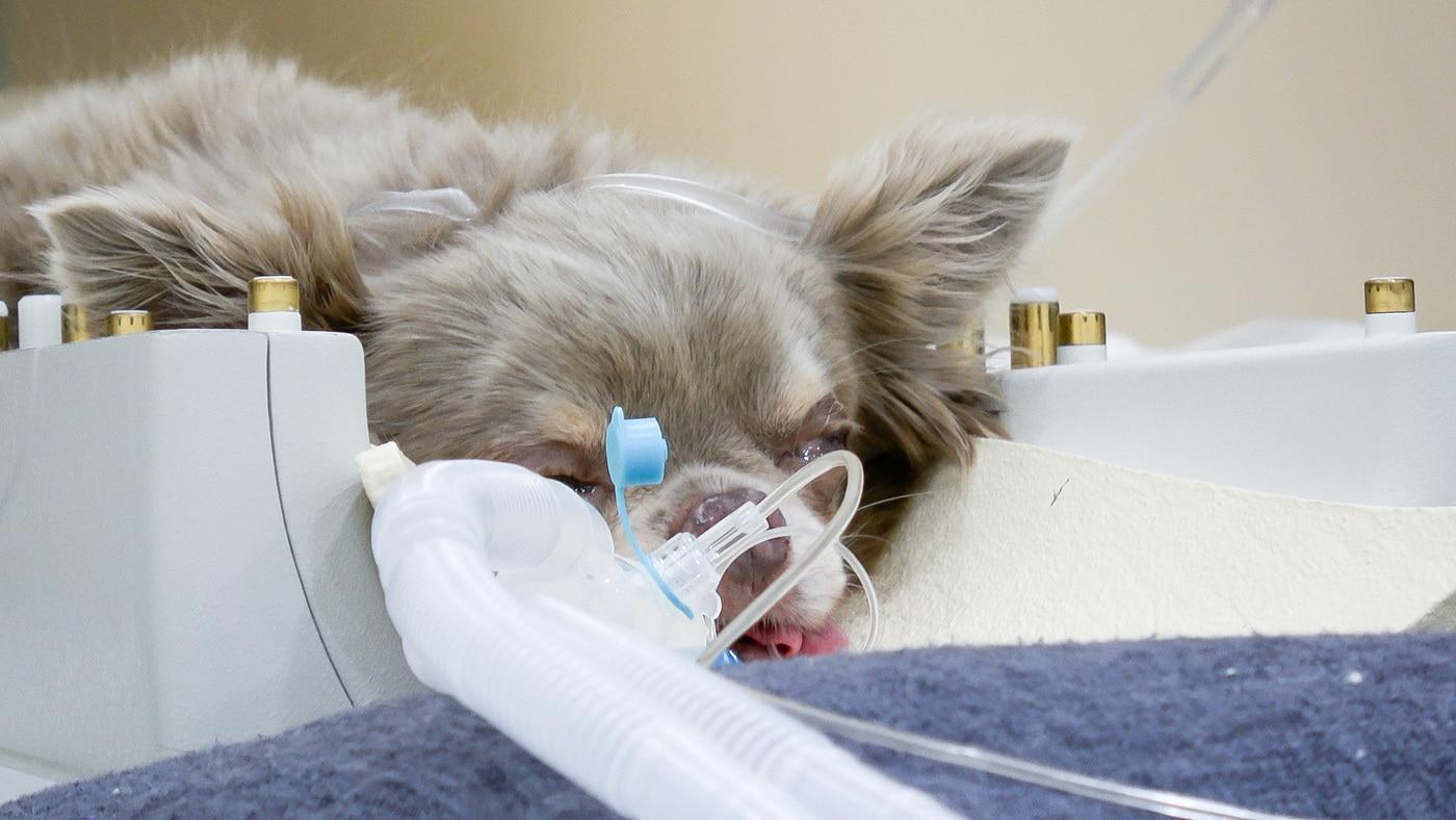 지난 7월 신경 증상으로 제주에서 서울 24시 월드펫동물메디컬센터로 응급 내원한 반려견 로건이가 정밀 검사를 받고 있다&#40;동물병원 제공&#41;. ⓒ 뉴스1