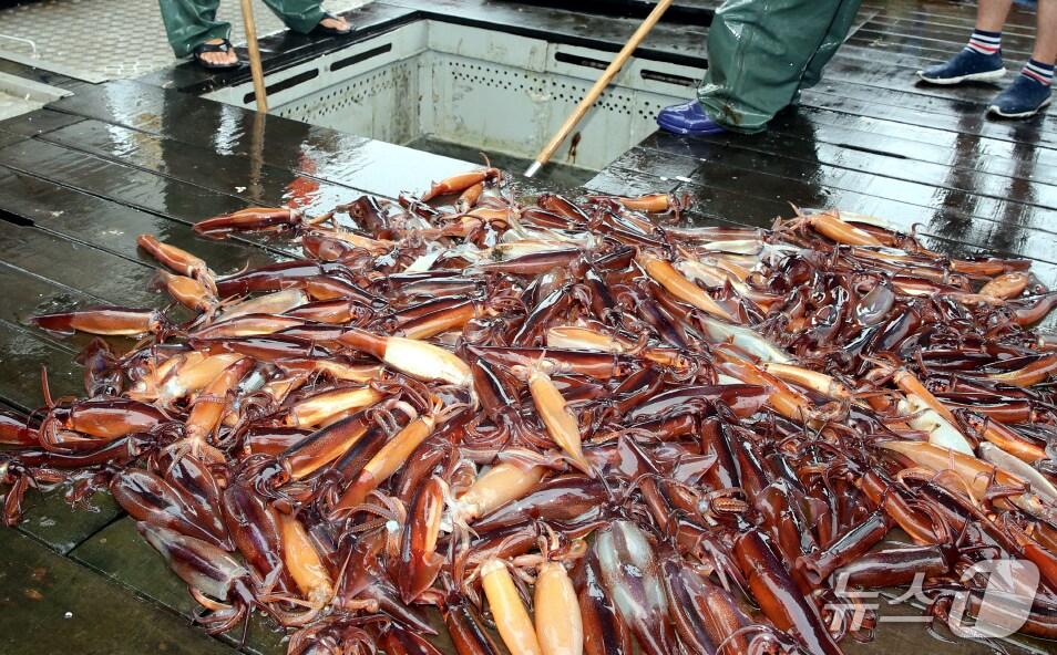 본문 이미지 - 태안 앞바다에서 잡힌 오징어 (자료사진) /뉴스1