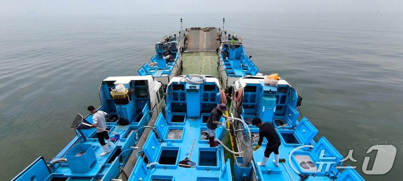 조피볼락 치어 방류.(안산시 제공)