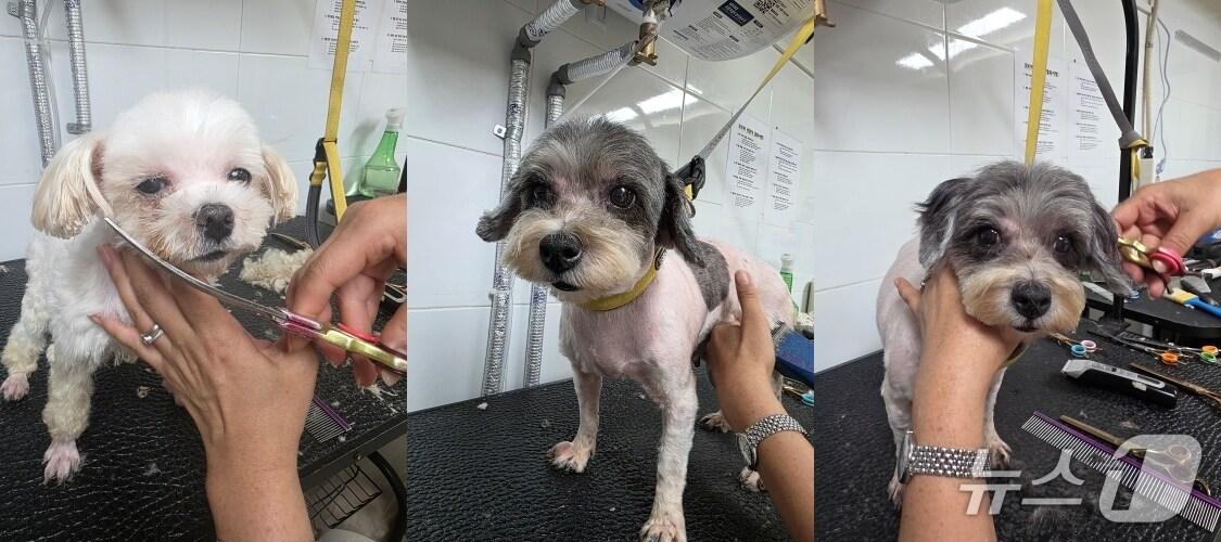 본문 이미지 - 인천 강화 번식장에서 구조한 강아지들(동물보호단체 제공) ⓒ 뉴스1