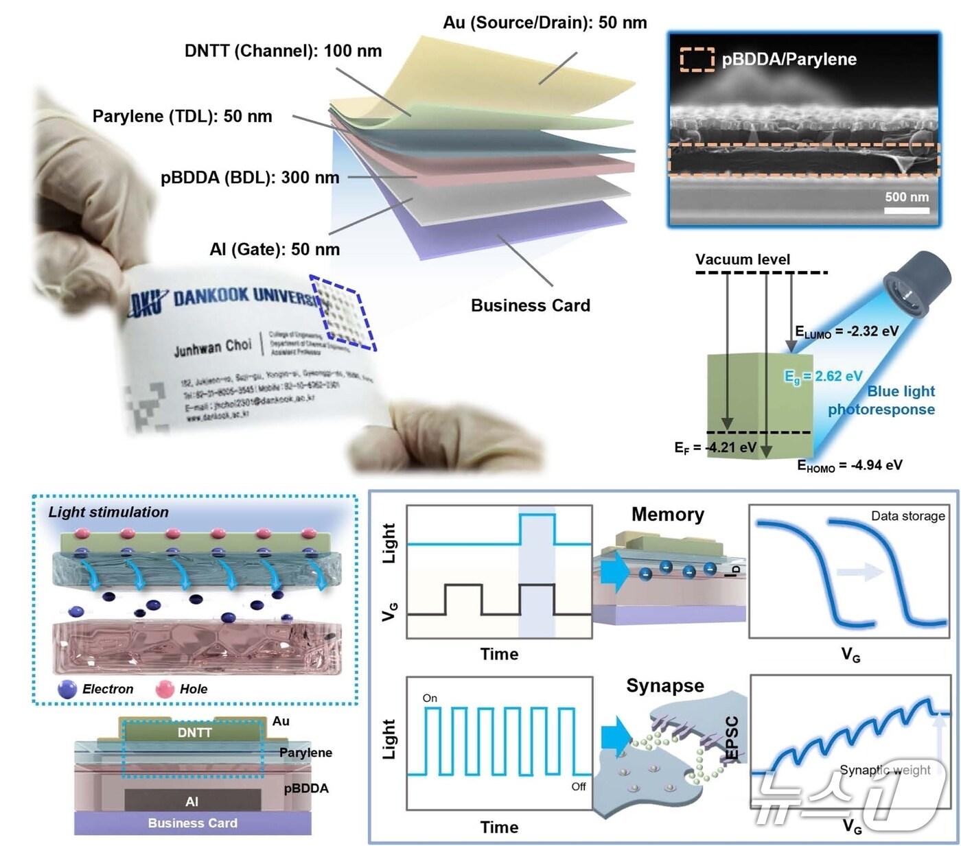 본문 이미지 - 종이 명함에 제작된 차세대 AI반도체의 정보 저장 및 인공 시냅스 기능 모식도.(단국대 제공)
