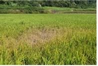 본문 이미지 - 벼멸구에 의한 고사 증상 &#40;농촌진흥청 제공&#41; 2025.08.05 /뉴스1