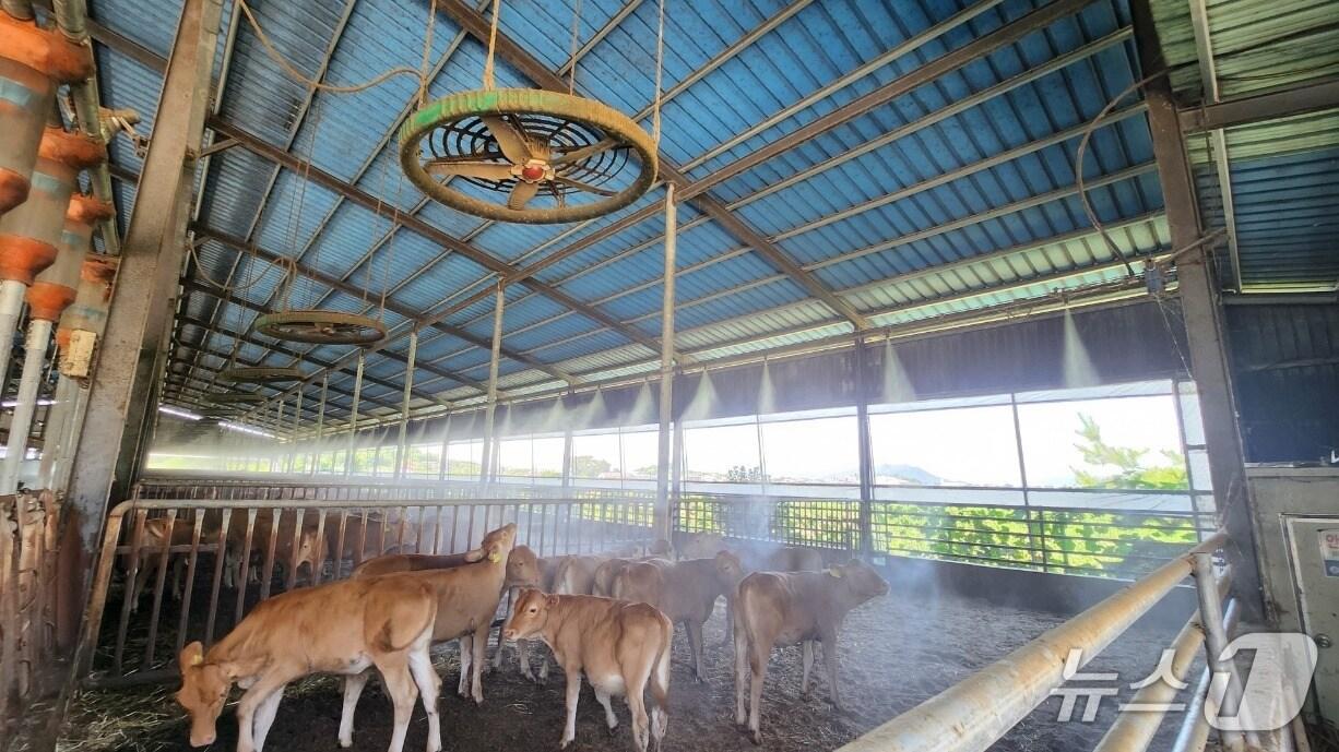 본문 이미지 - 김해시가 가축 폭염 피해를 줄이기 위해 지원에 나선다. 사진은 김해시 한림면의 한 한우농가에 쿨링포그가 가동되는 모습.&#40;김해시 제공. 재판매 및 DB금지&#41;