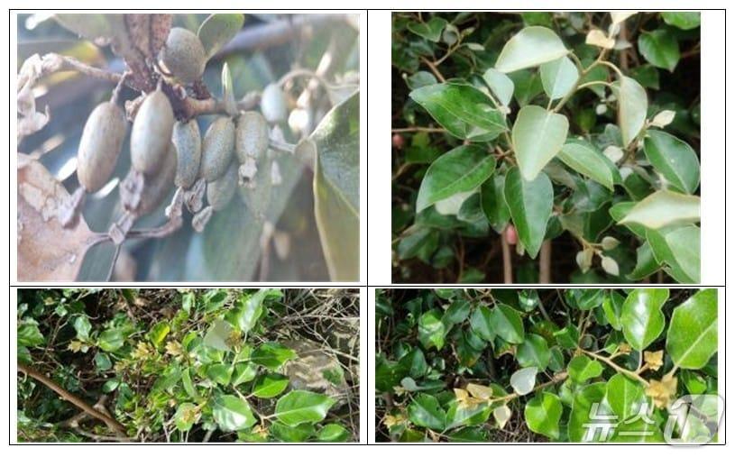 본문 이미지 - 보리밥나무. (산림청 국립산림과학원 제공.재판매 및 DB금지)/뉴스1