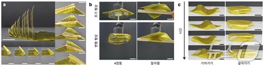 본문 이미지 - 단일 로봇 종이로부터 유도되는 다양한 형상 변형 및 이의 활용 예시 (KAIST 제공) /뉴스1