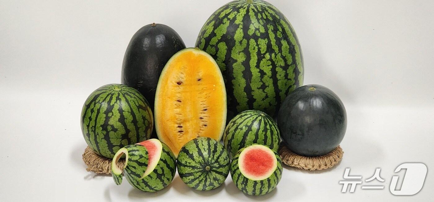 충북 진천 덕산수박작목회 등이 생산하는 저탄소 친환경 중소형 수박.&#40;진천군 제공&#41;/뉴스1