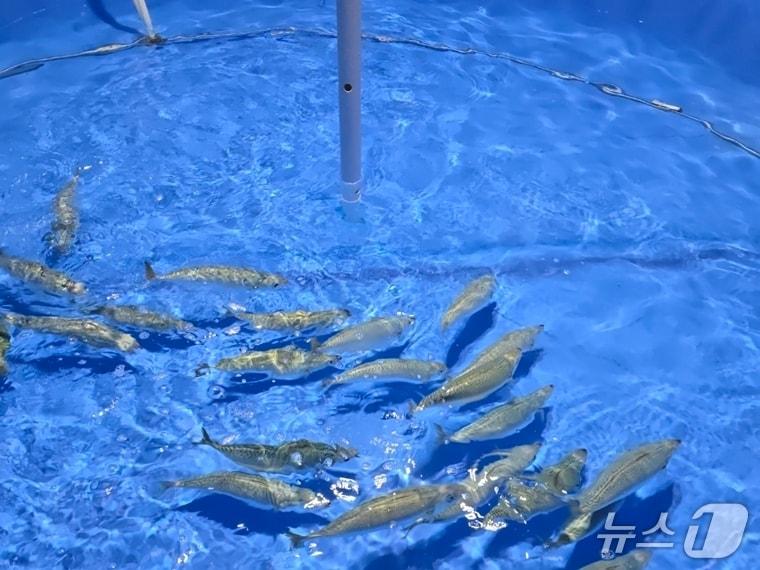 본문 이미지 - 고등어 육상 양식 시설&#40;메가플랜 제공&#41;
