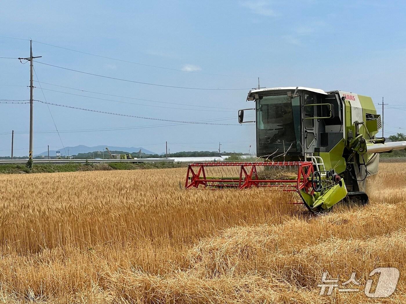 본문 이미지 - 청주시 흥덕구 밀 재배단지./뉴스1