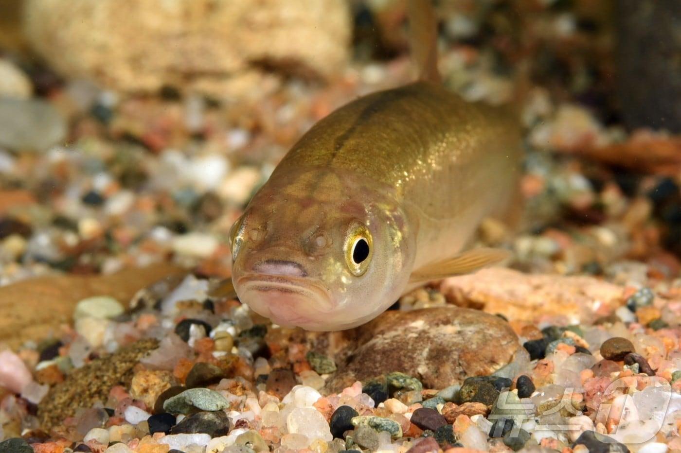 경북도 6일 민물 양식산업 활성화를 위해 오는 7일까지 버들치 우량종자 52만 마리를 분양한다.(경북도 제공, 재판매 및 DB 금지)ⓒ News1 김대벽기자