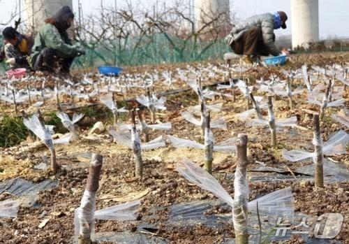 본문 이미지 - 묘목 접목 장면(옥천군 제공, 재판매 및 DB금지) /뉴스1 