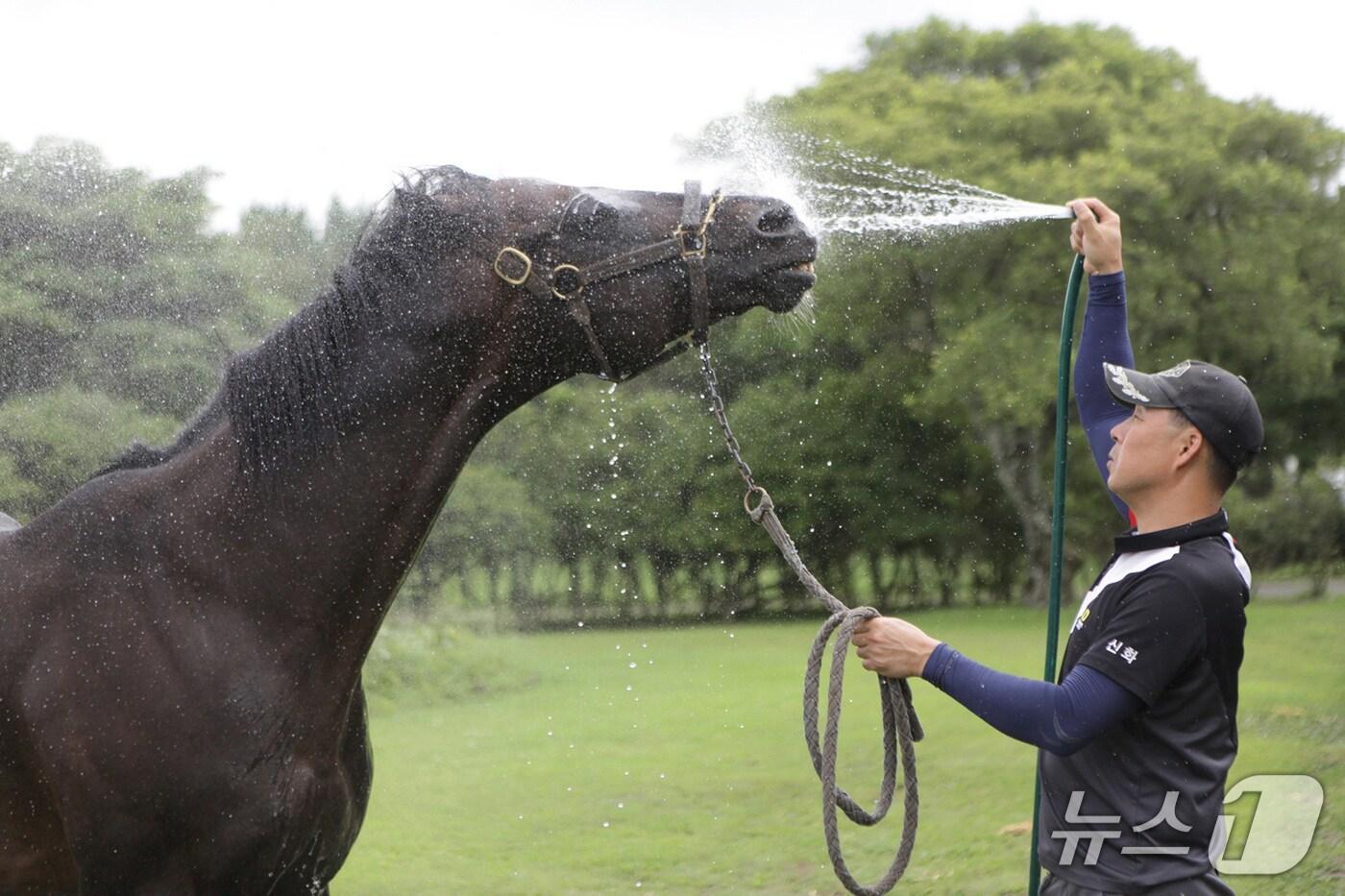 제주 말 관리자가 폭염에 지친 경주마에게 찬물 샤워를 해주고 있다.(한국마사회 제주본부 제공. 재판매 및 DB 금지)