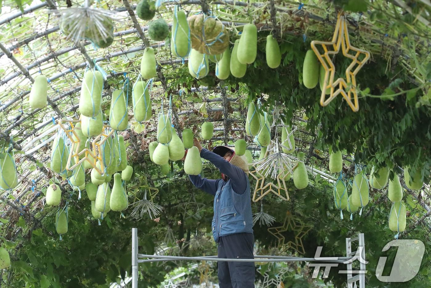 가을로 접어든다는 절기 입추(立秋)를 하루 앞둔 6일 대구 북구 금호강 하중도에서 시설 관리자가 무거워진 관상용 박과 호박 등이 떨어지지 않도록 줄로 고정하고 있다. 2025.8.6/뉴스1 ⓒ News1 공정식 기자