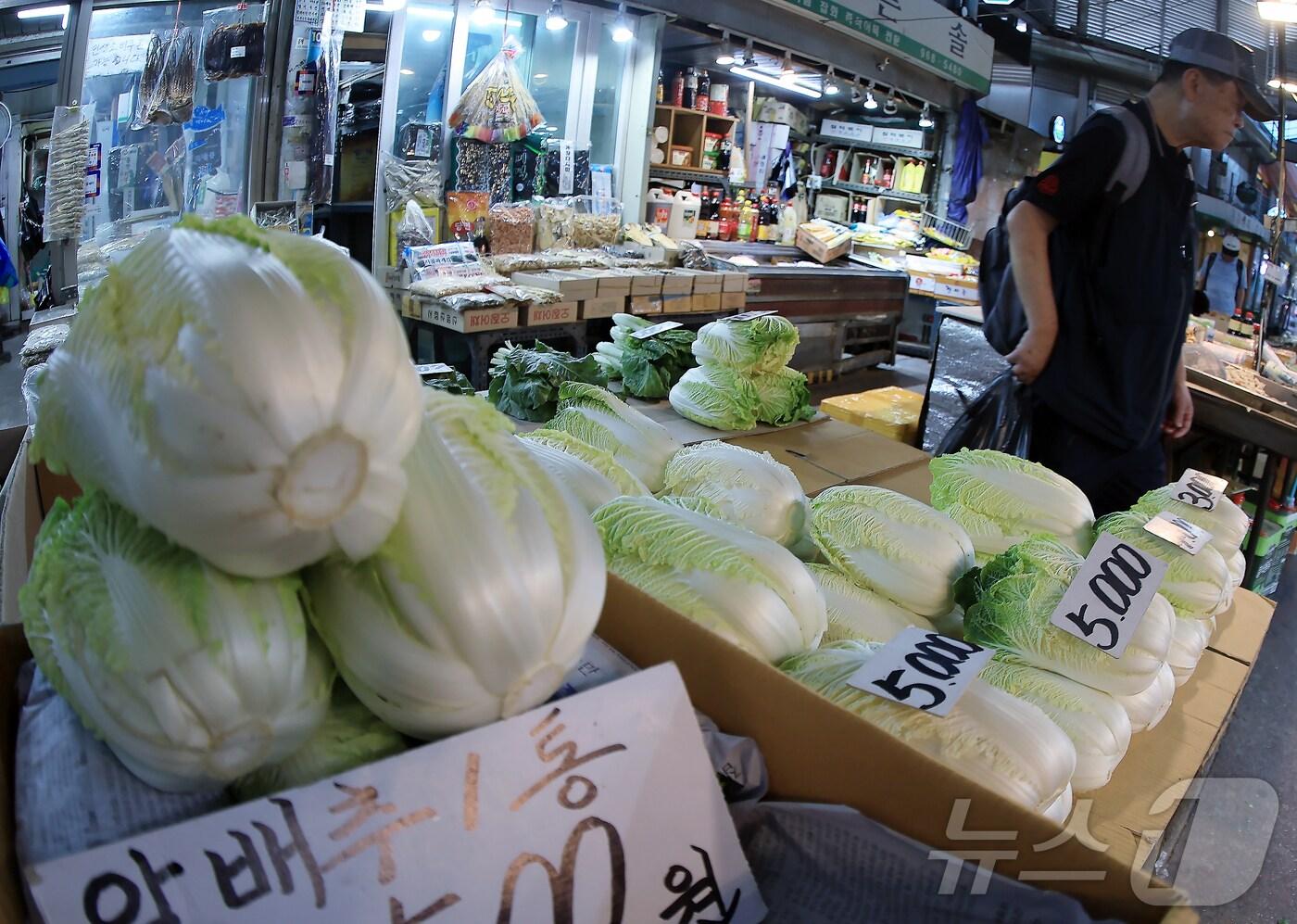 정부가 최근 폭염·폭우 영향으로 작황 부진이 심화하고 있는 배추 공급 안정을 위해 이달 시장에 공급할 정부 비축 물량을 전달보다 두 배 늘리기로 발표한 6일 오후 서울 동대문구 경동시장의 한 채소 매대에 배추가 크기별로 분류되어 있다. 농림축산식품부는 정부 가용물량 26만 8000톤을 활용, 이달 도매시장 등에 매일 200~300톤을 공급하기로 했다. ⓒ News1 박정호 기자