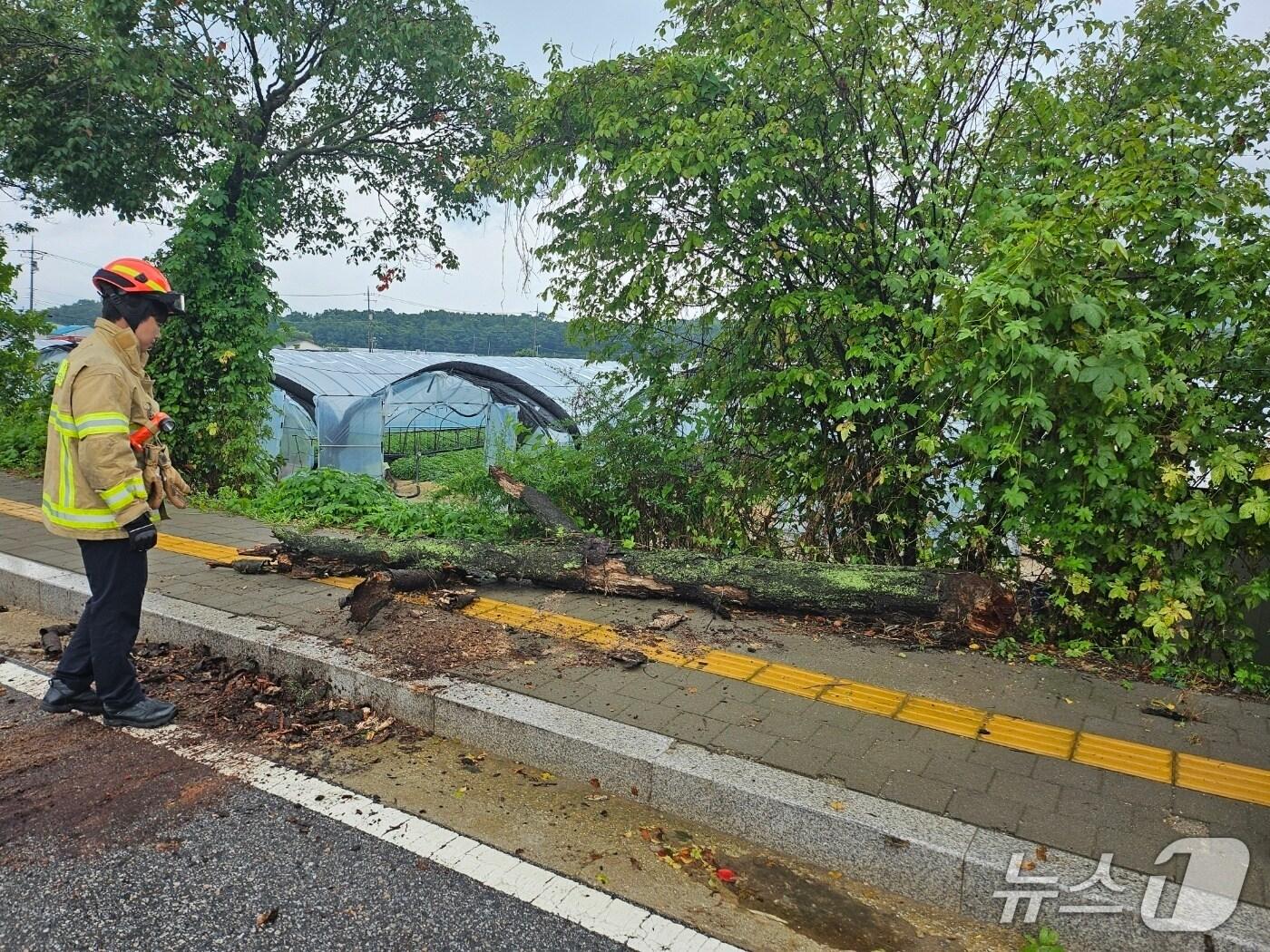 본문 이미지 - 폭우에 쓰러진 나무(경기북부소방재난본부 제공, 재판매 및 DB 금지)/뉴스1